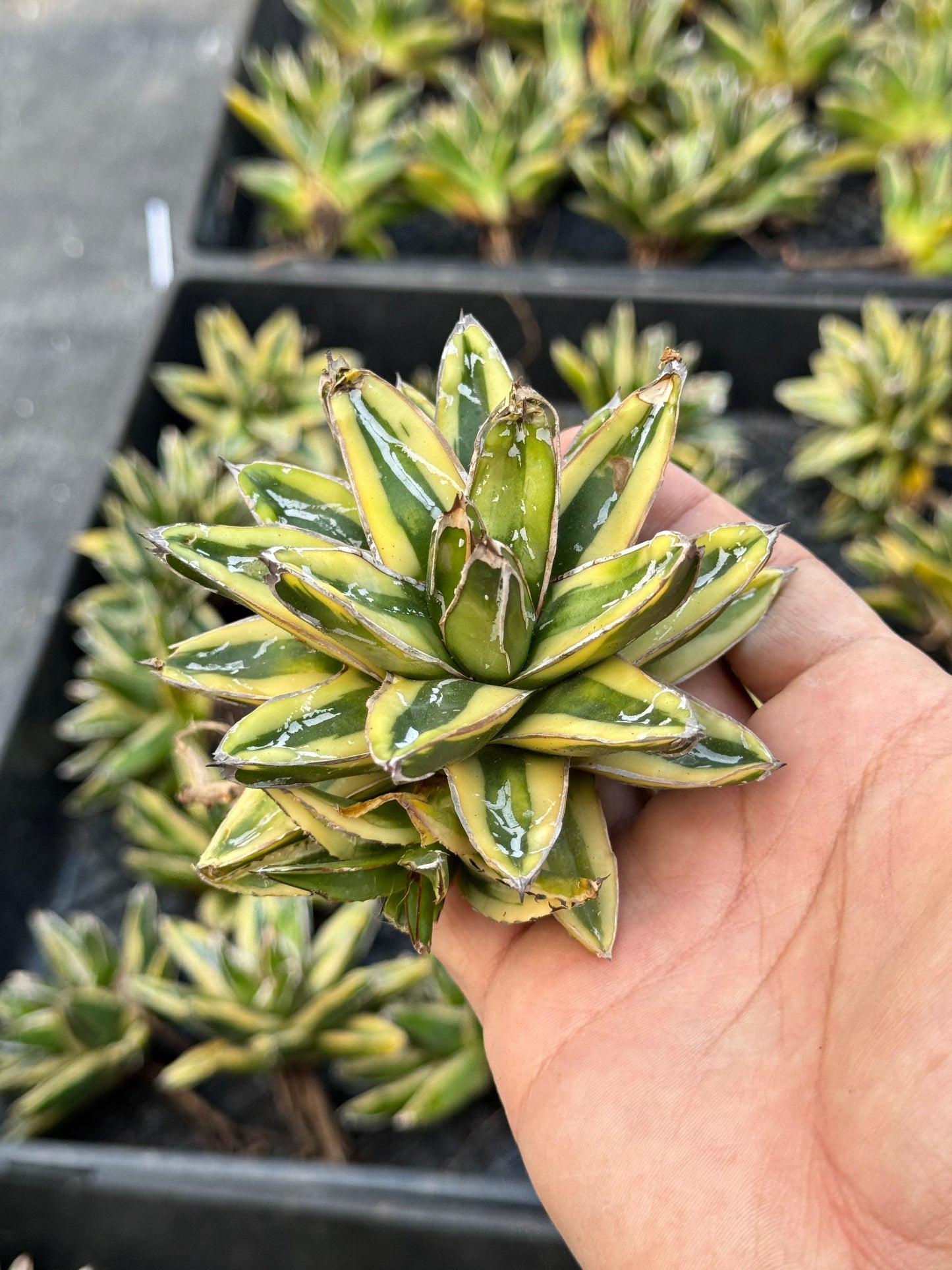 Agave Victoriae reginae var. kizan