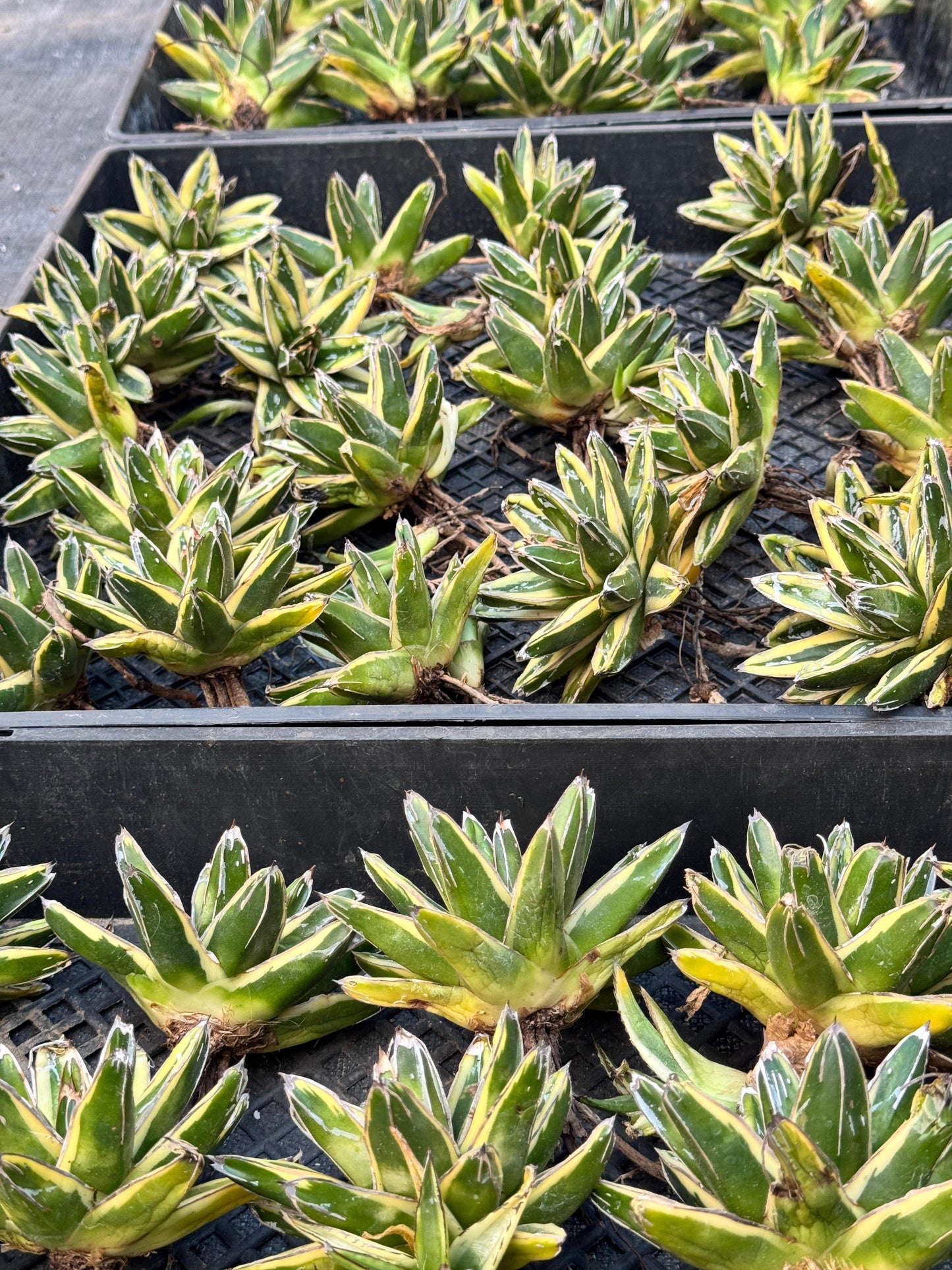 Agave Victoriae reginae var. kizan