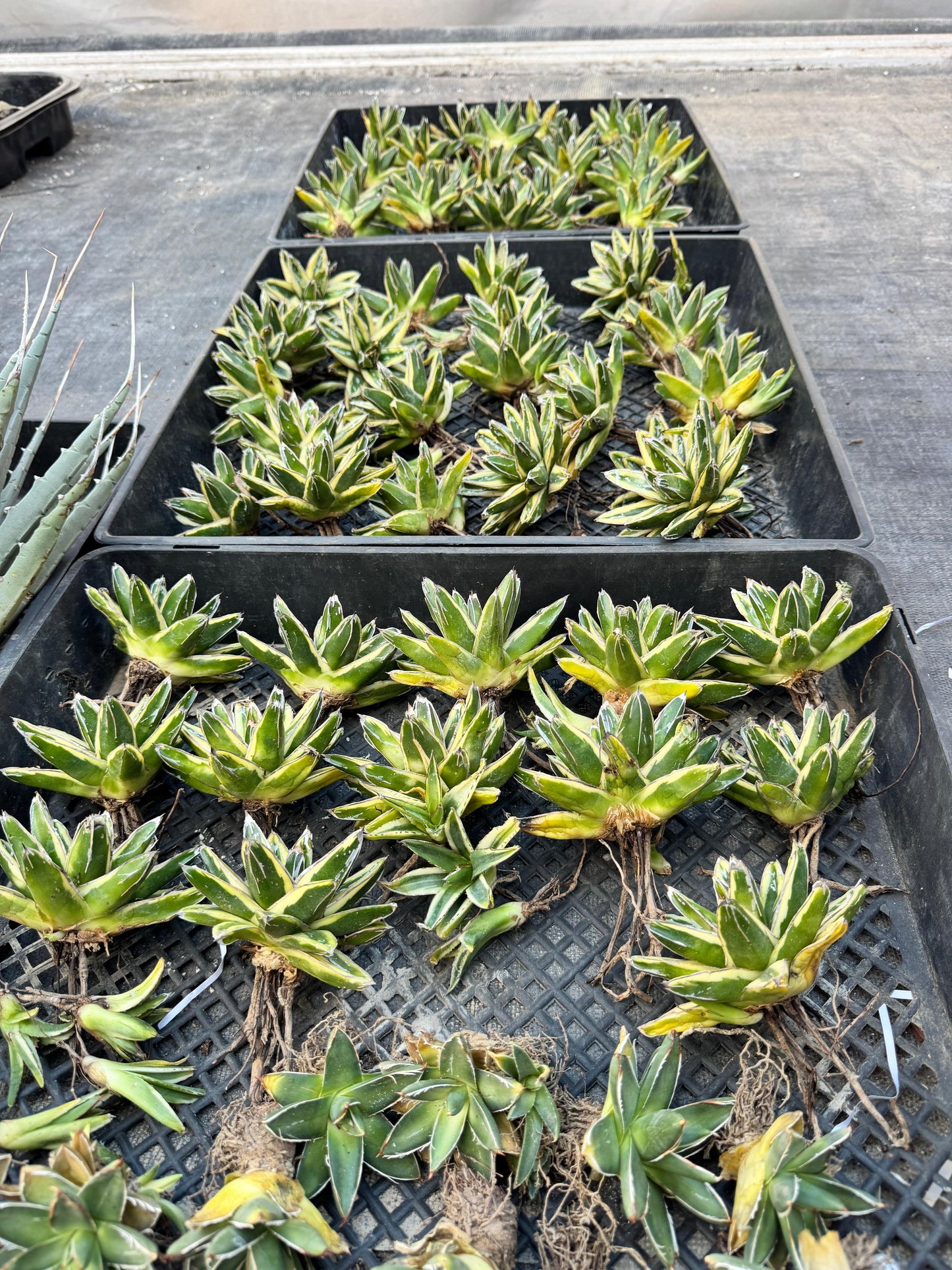 Agave Victoriae reginae var. kizan
