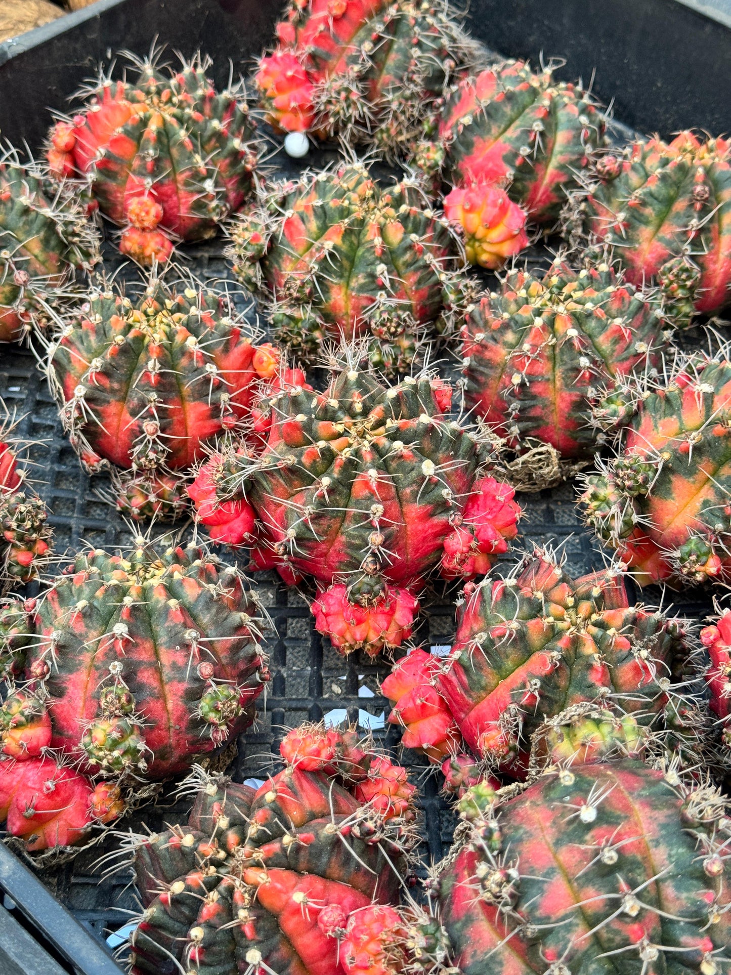 Gymnocalycium glory variegado