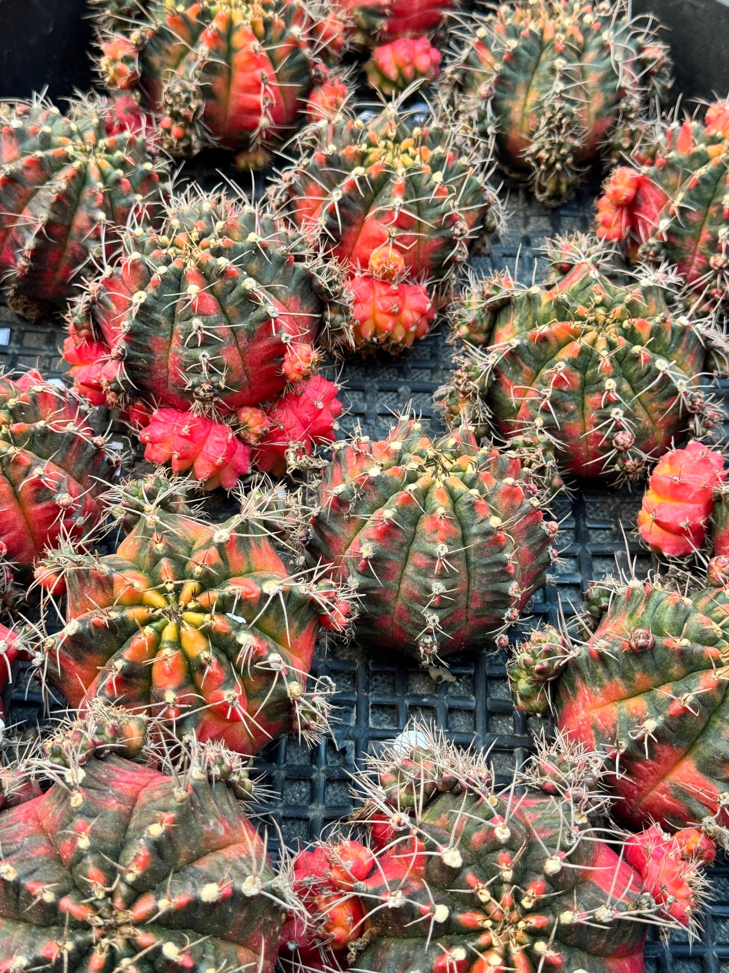 Gymnocalycium glory variegado