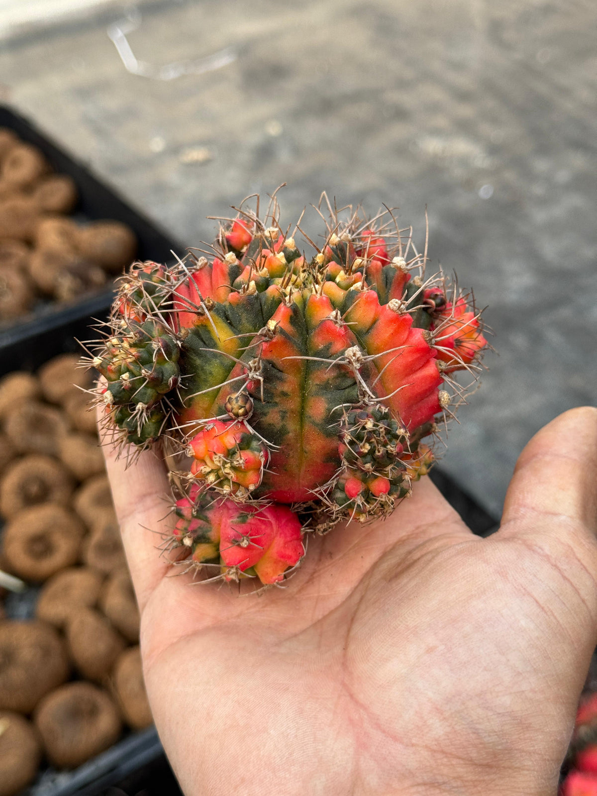 Gymnocalycium glory variegado