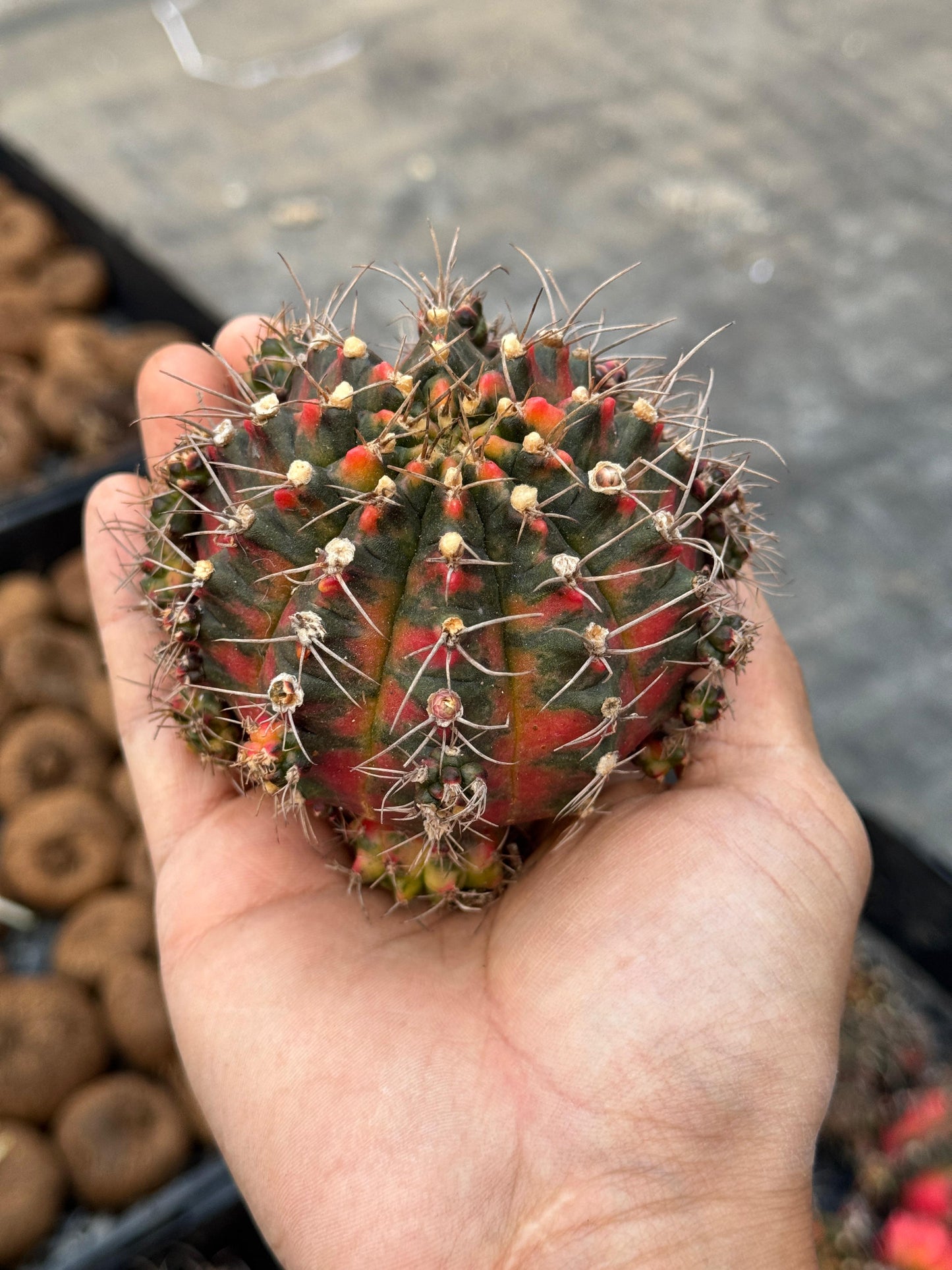Gymnocalycium glory variegado