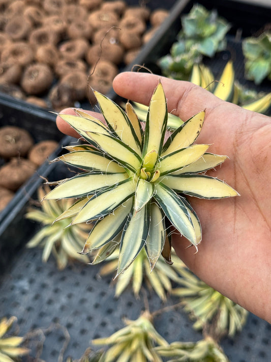 Agave filifera mediopicta