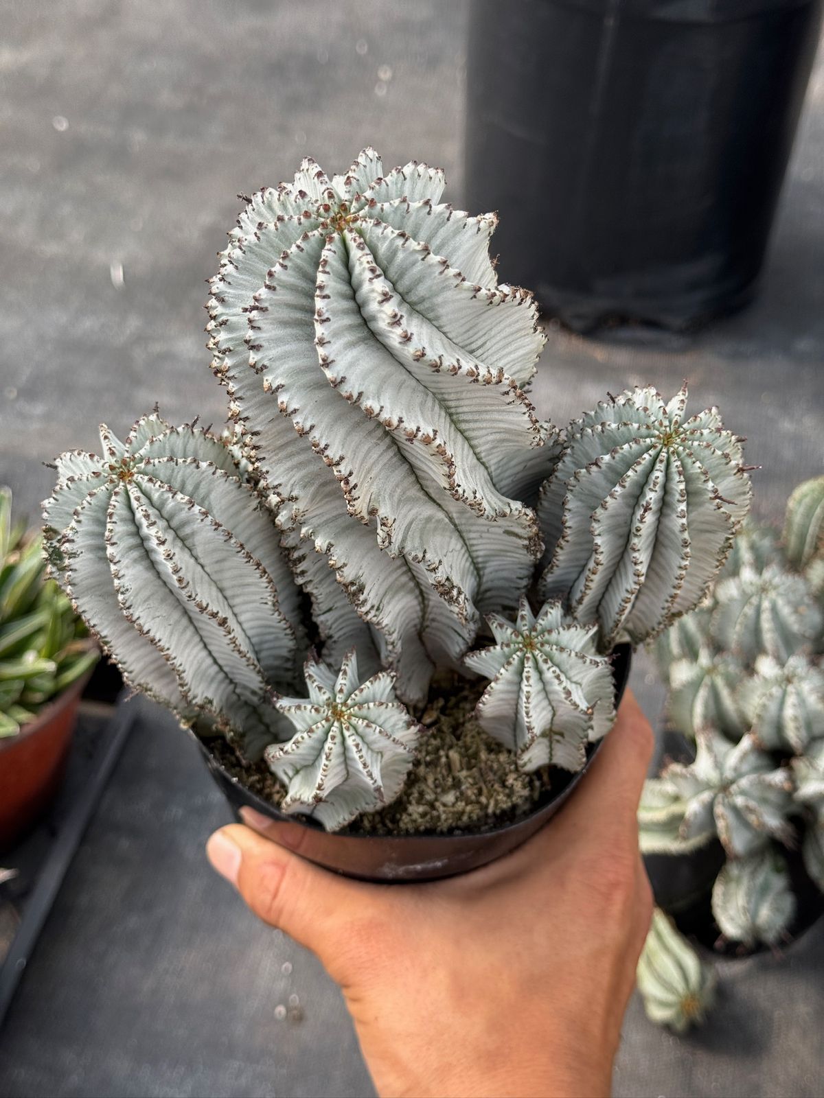 Euphorbia horrida ‘snowflake’ cluster