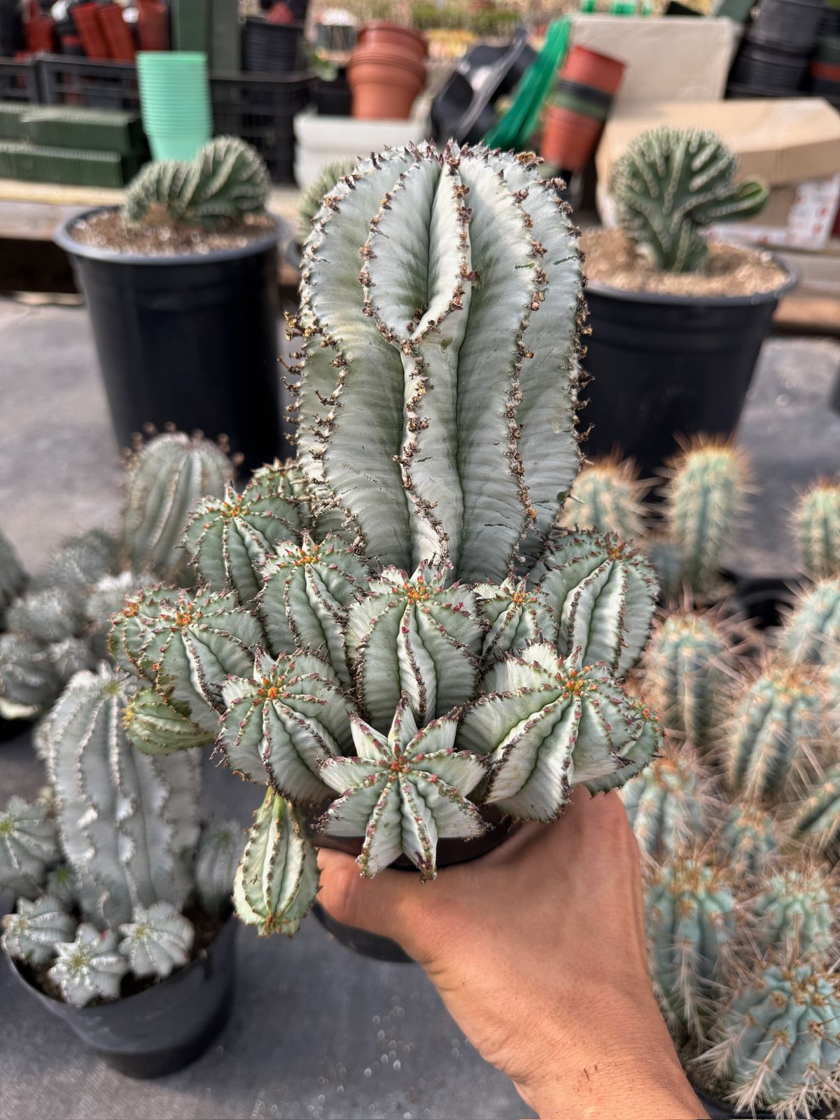 Euphorbia horrida ‘snowflake’ cluster