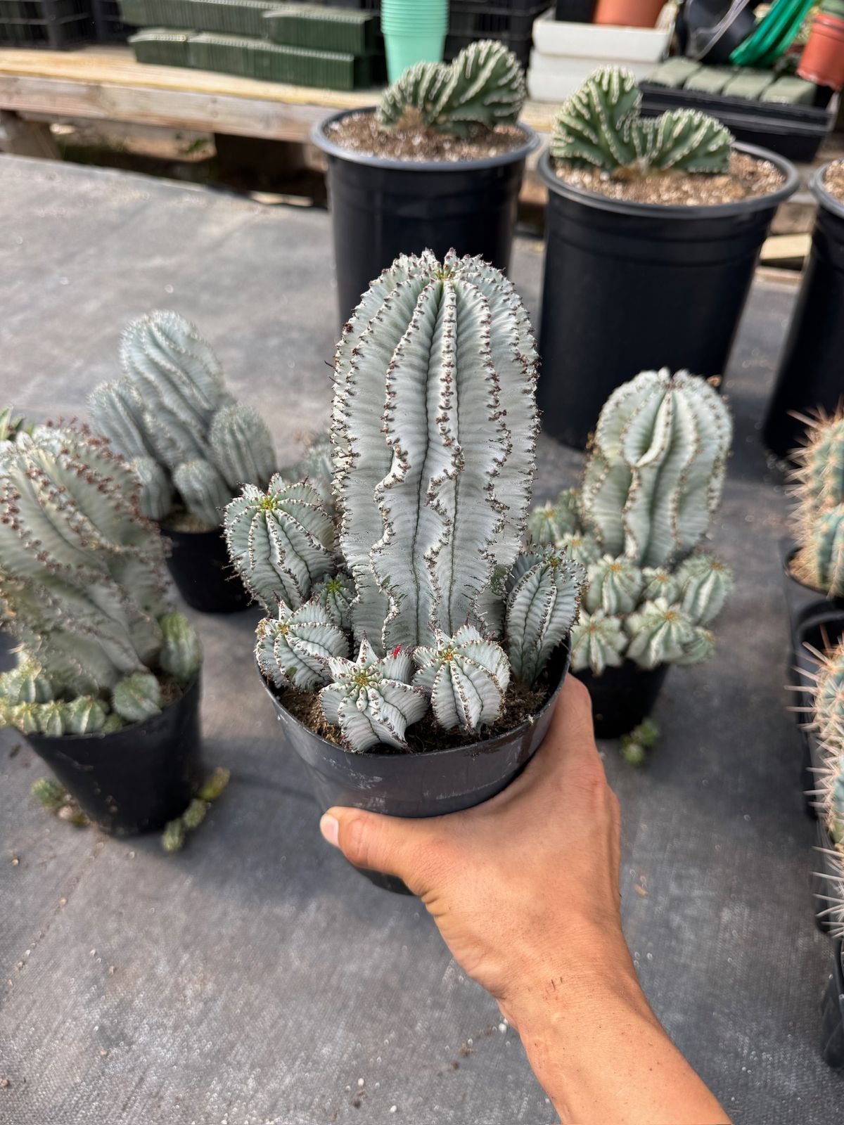 Euphorbia horrida ‘snowflake’ cluster