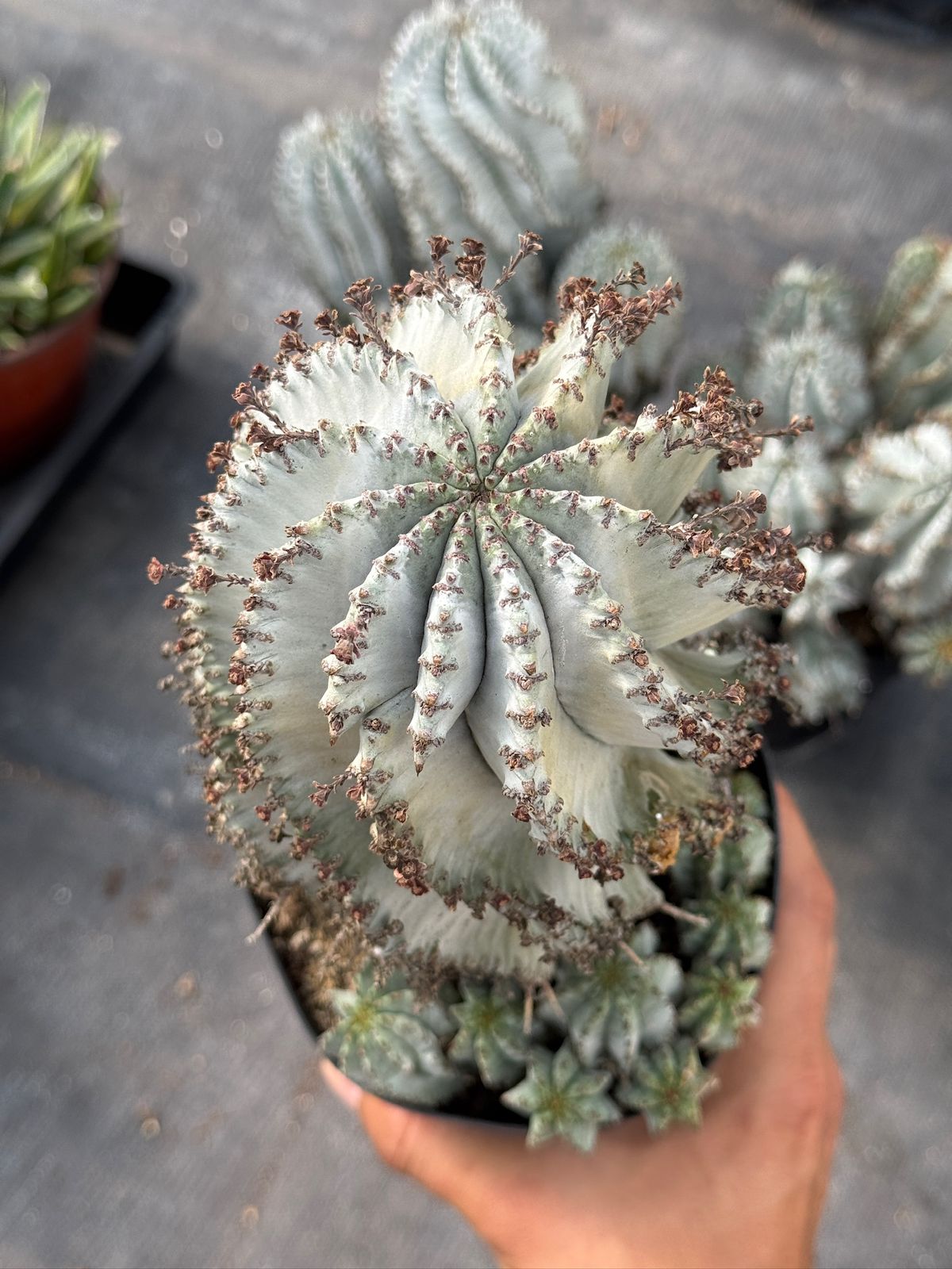 Euphorbia horrida ‘snowflake’ cluster