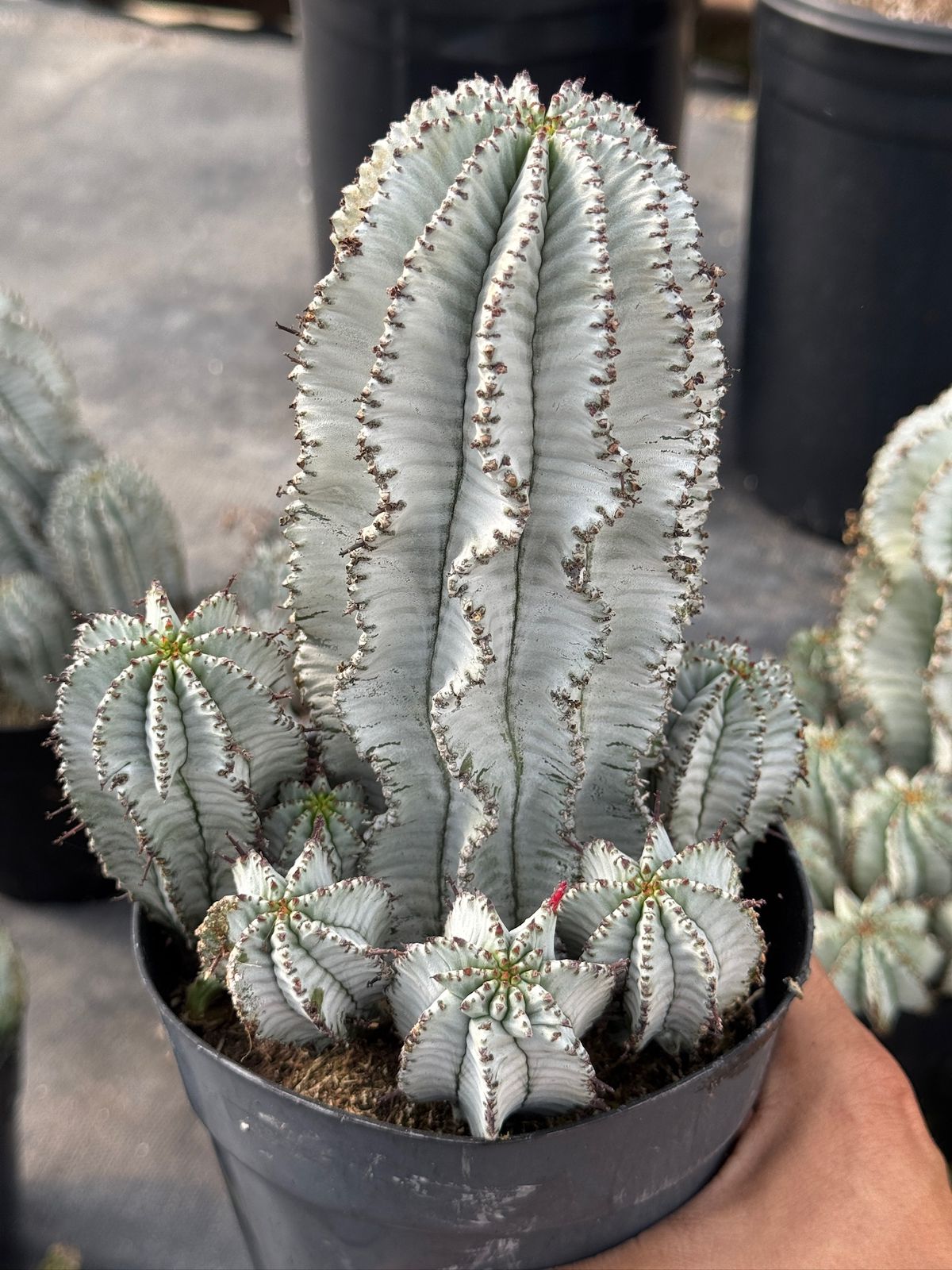 Euphorbia horrida ‘snowflake’ cluster