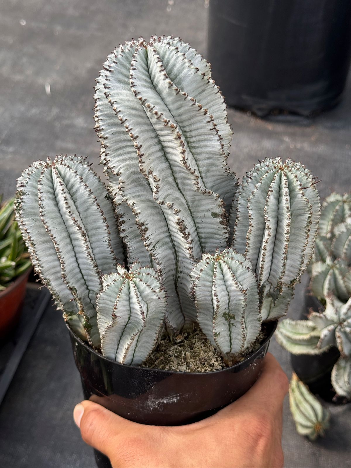 Euphorbia horrida ‘snowflake’ cluster