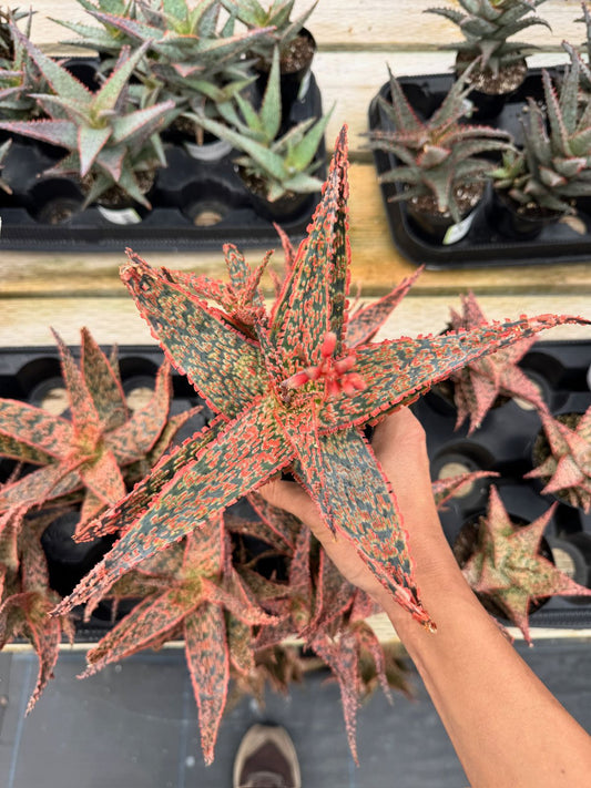 Aloe crimson dragon