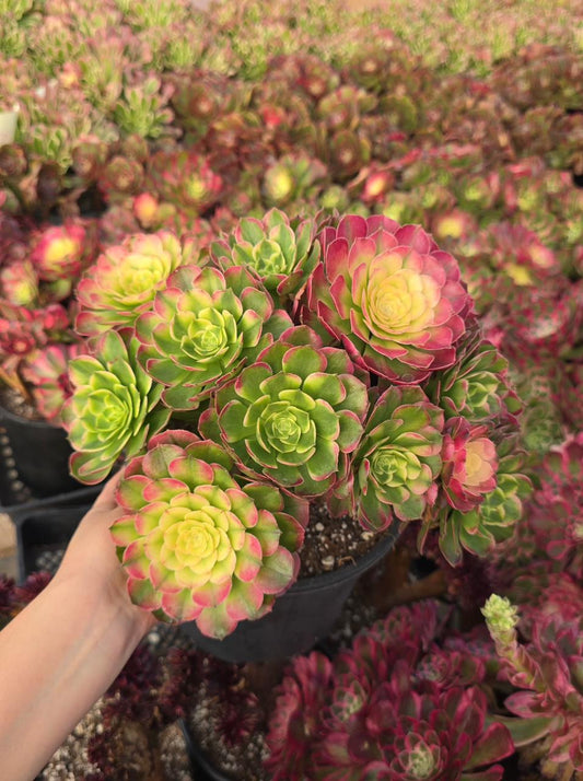Aeonium neptune cluster
