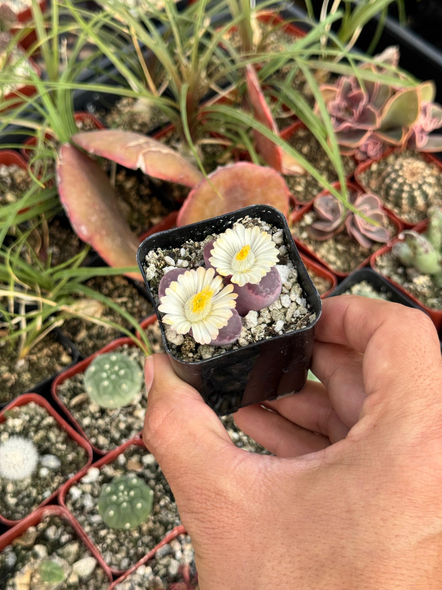Lithops óptica rubra
