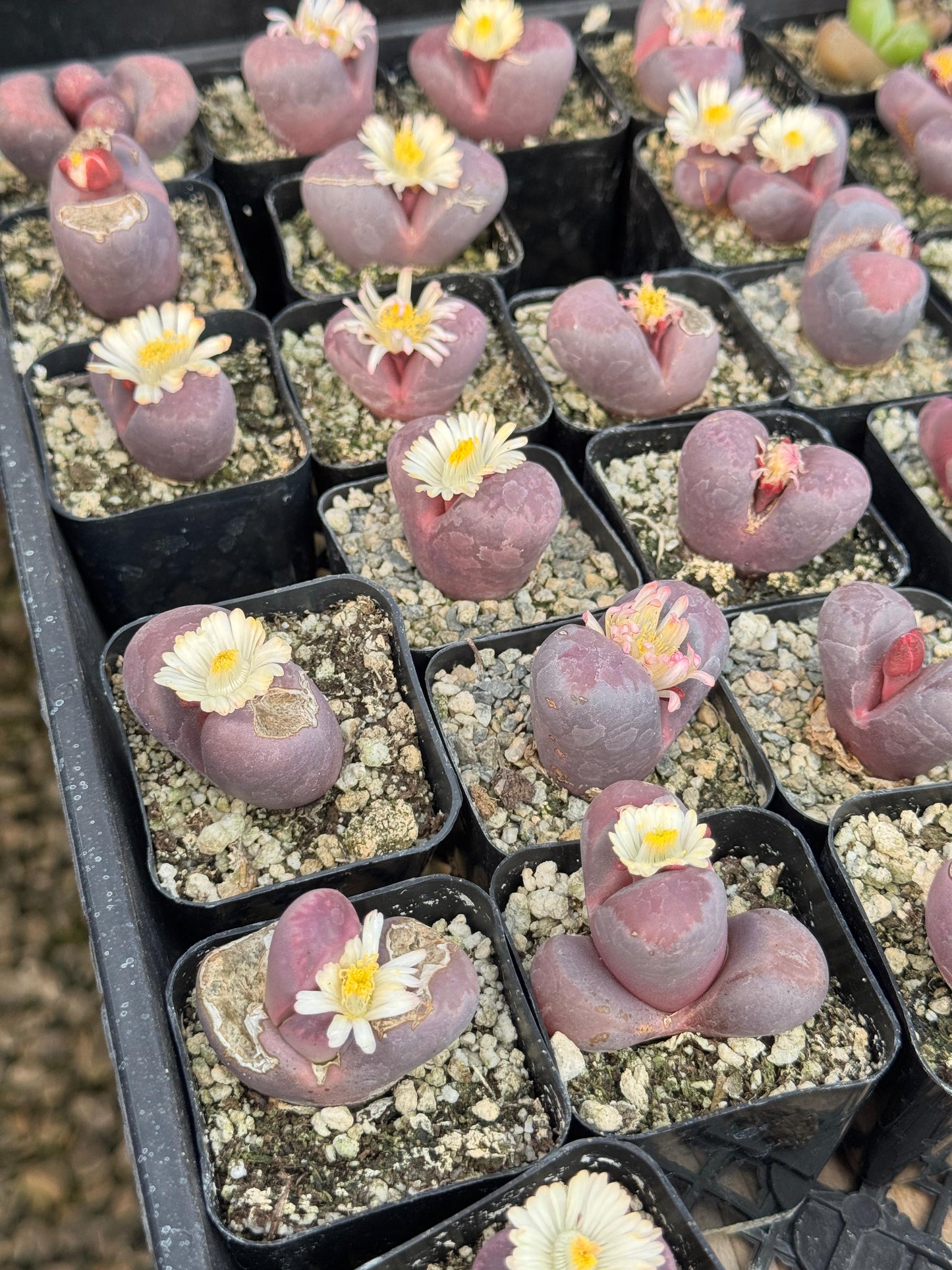 Lithops óptica rubra