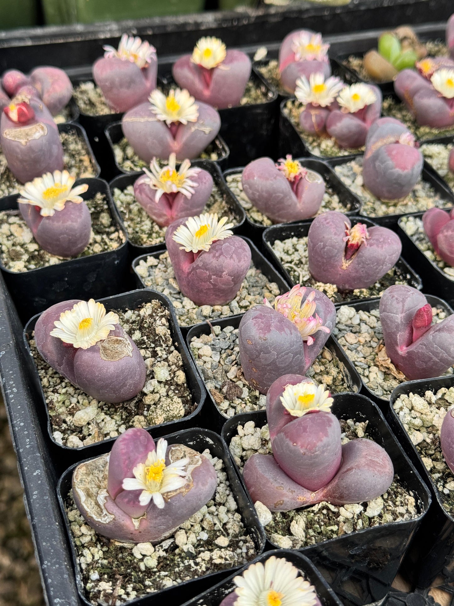 Lithops óptica rubra
