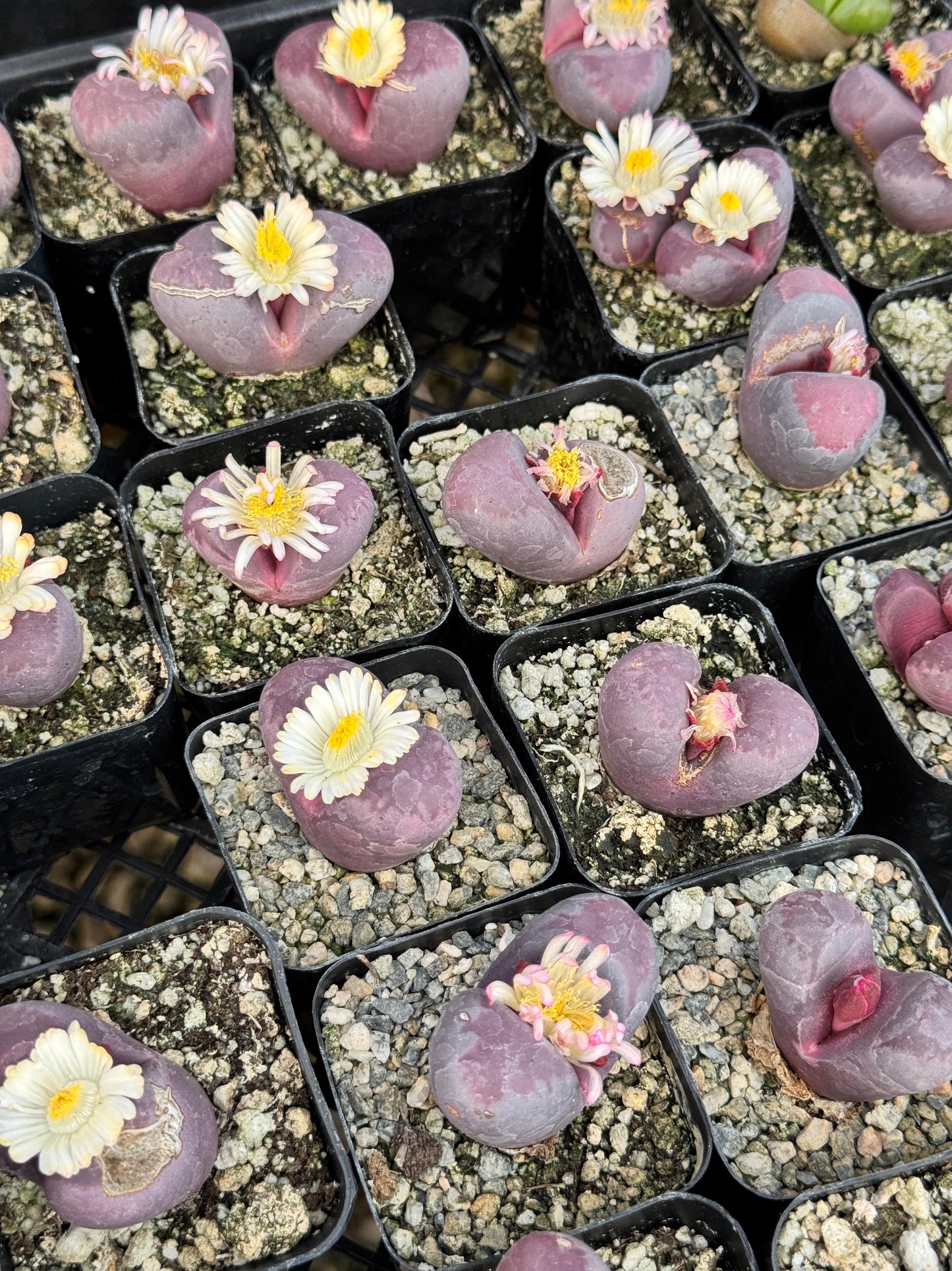 Lithops óptica rubra