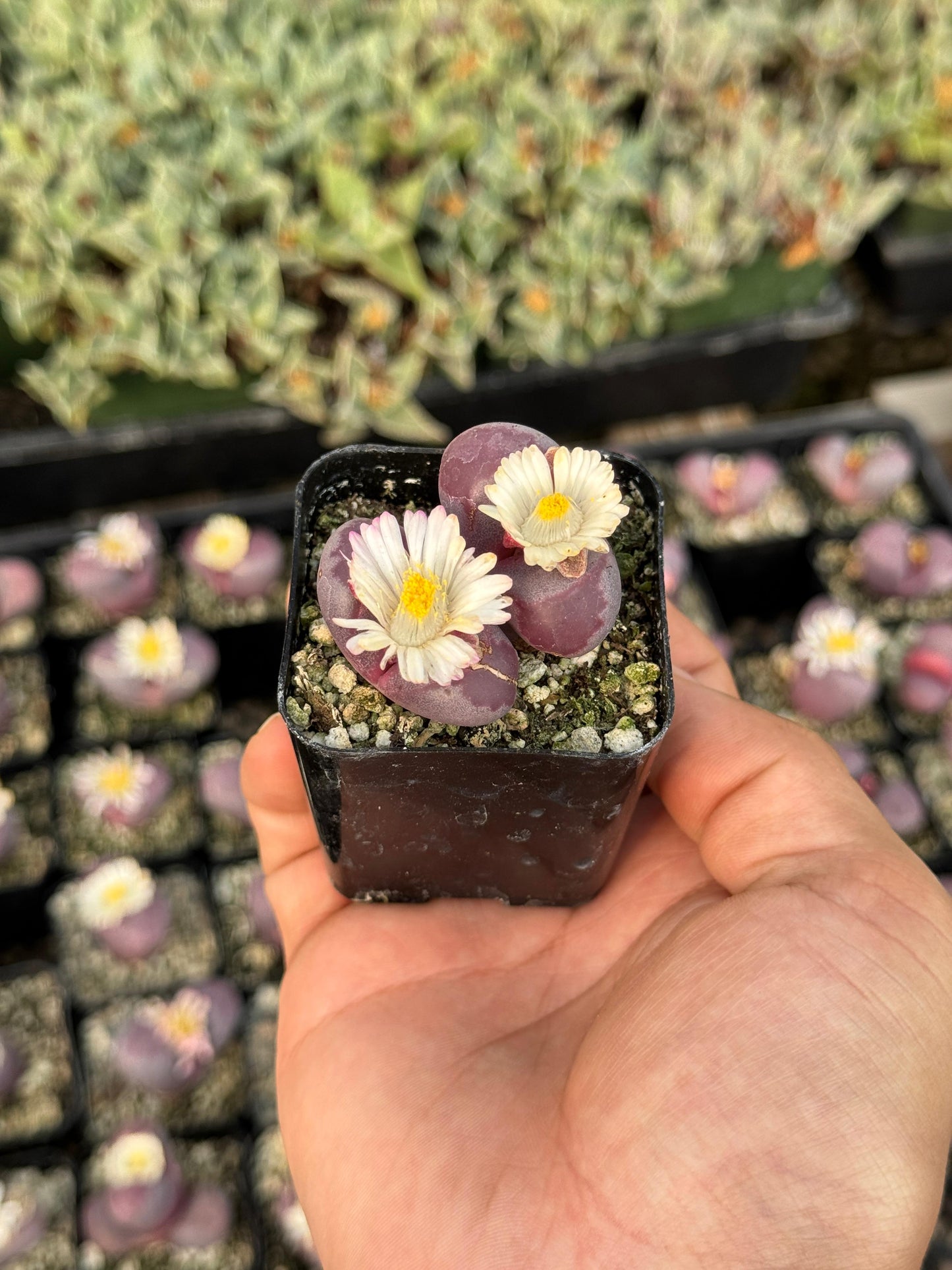 Lithops óptica rubra