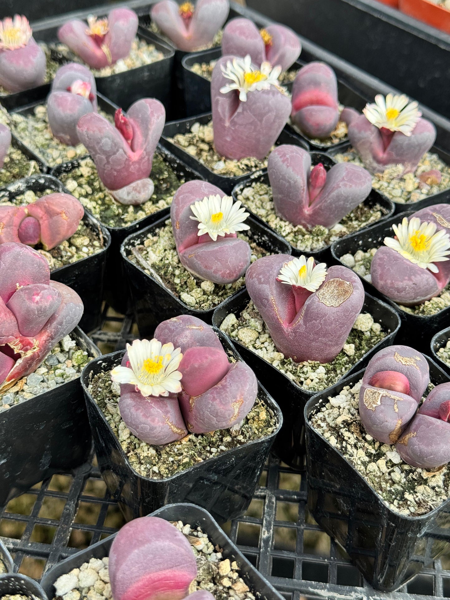 Lithops óptica rubra