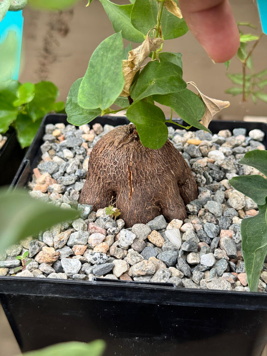 Dioscorea hemicrypta