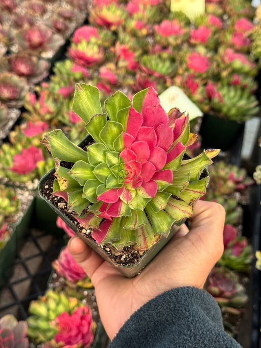 Aeonium ultra variegado