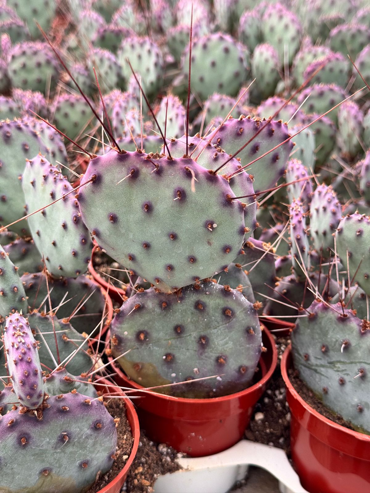 Opuntia Santa Rita 2.5” – TiaJuanas Plants México