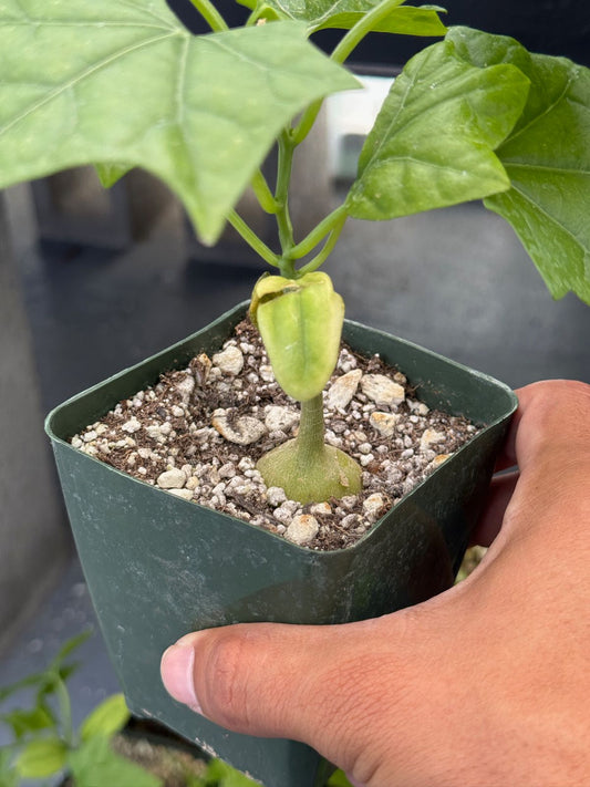 Gerrardanthus macrorhizus 4”