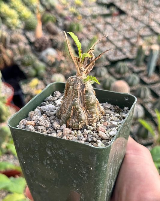 Cephalopentandra ecirrhosa