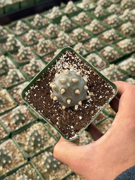 Tephrocactus molinensis