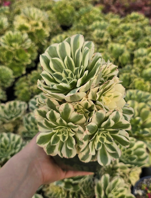 Aeonium maybach cluster
