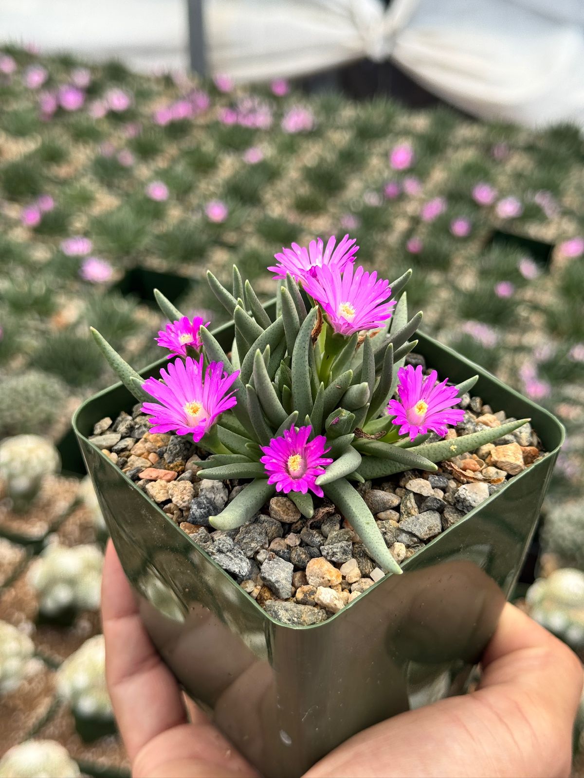 Ebracteola Wilmaniae