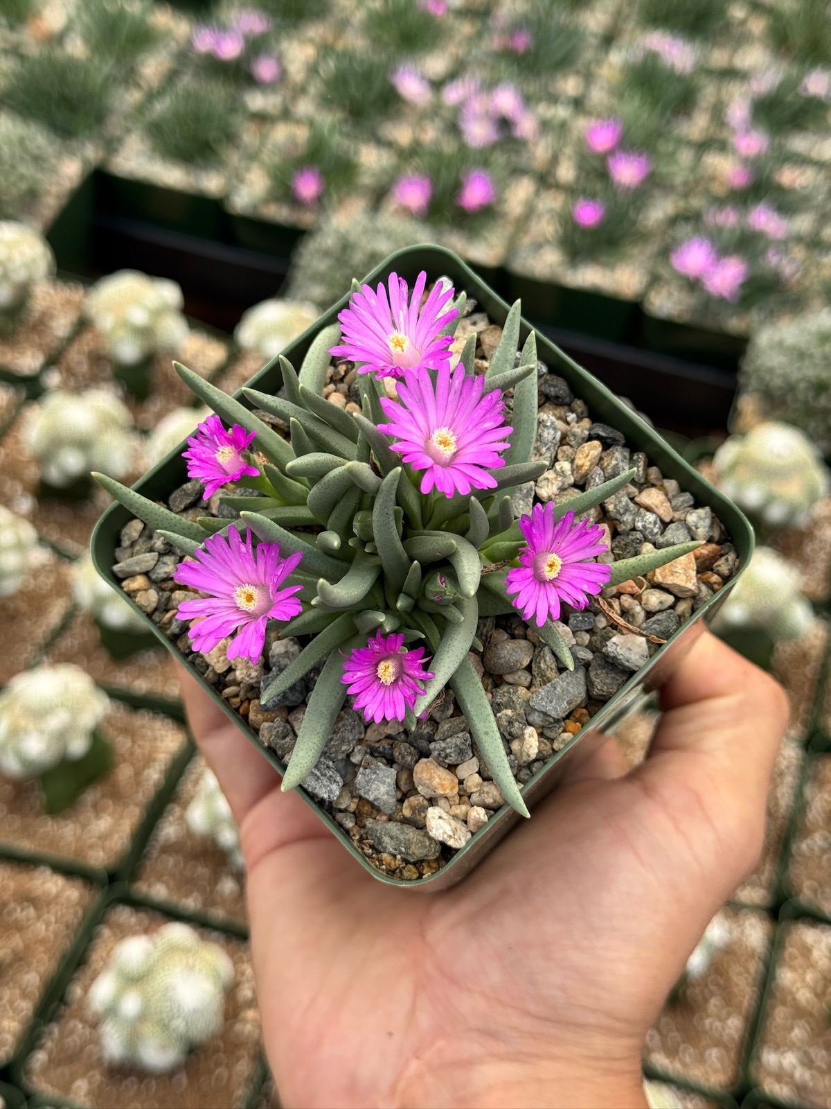 Ebracteola Wilmaniae