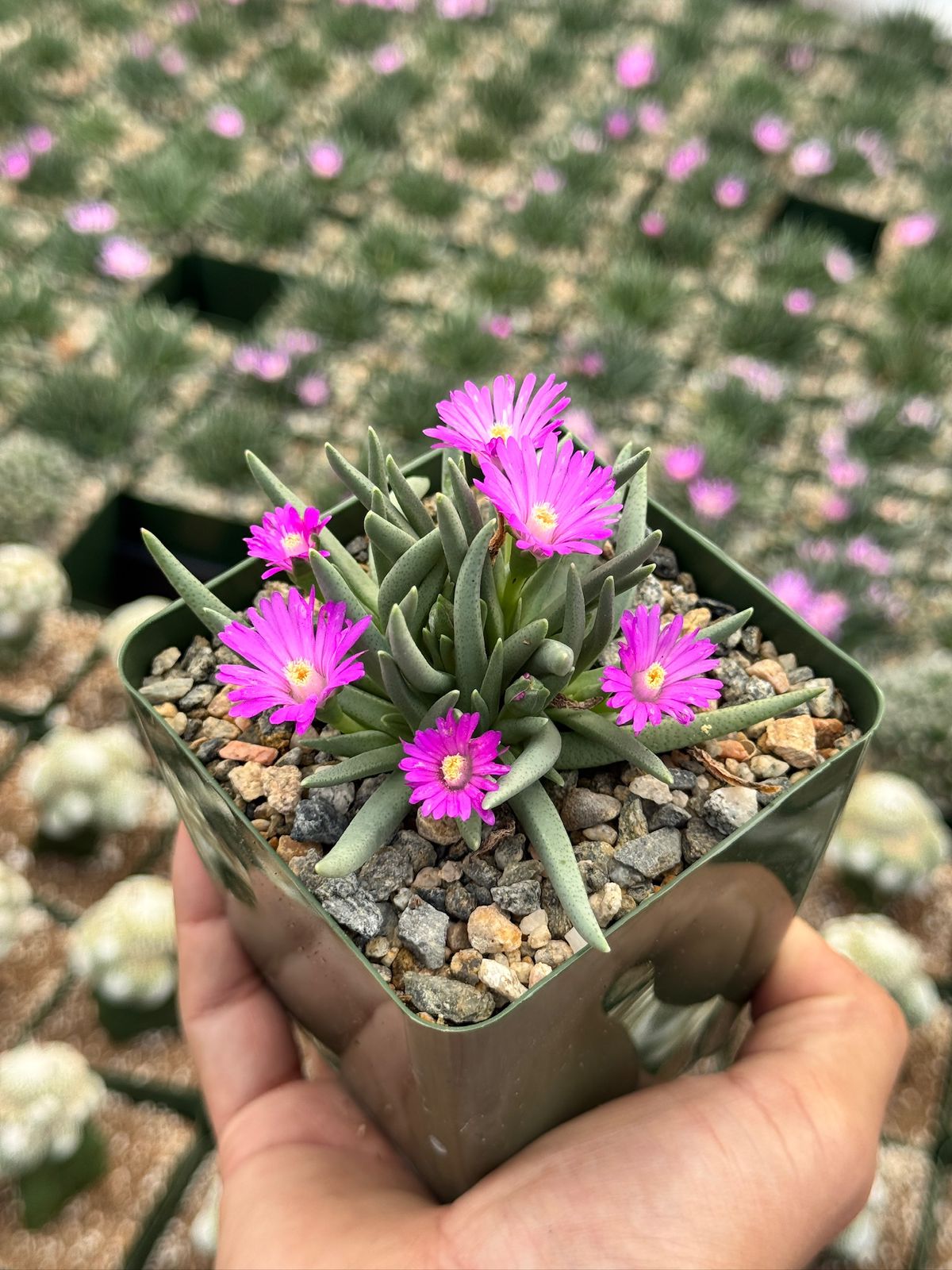Ebracteola Wilmaniae