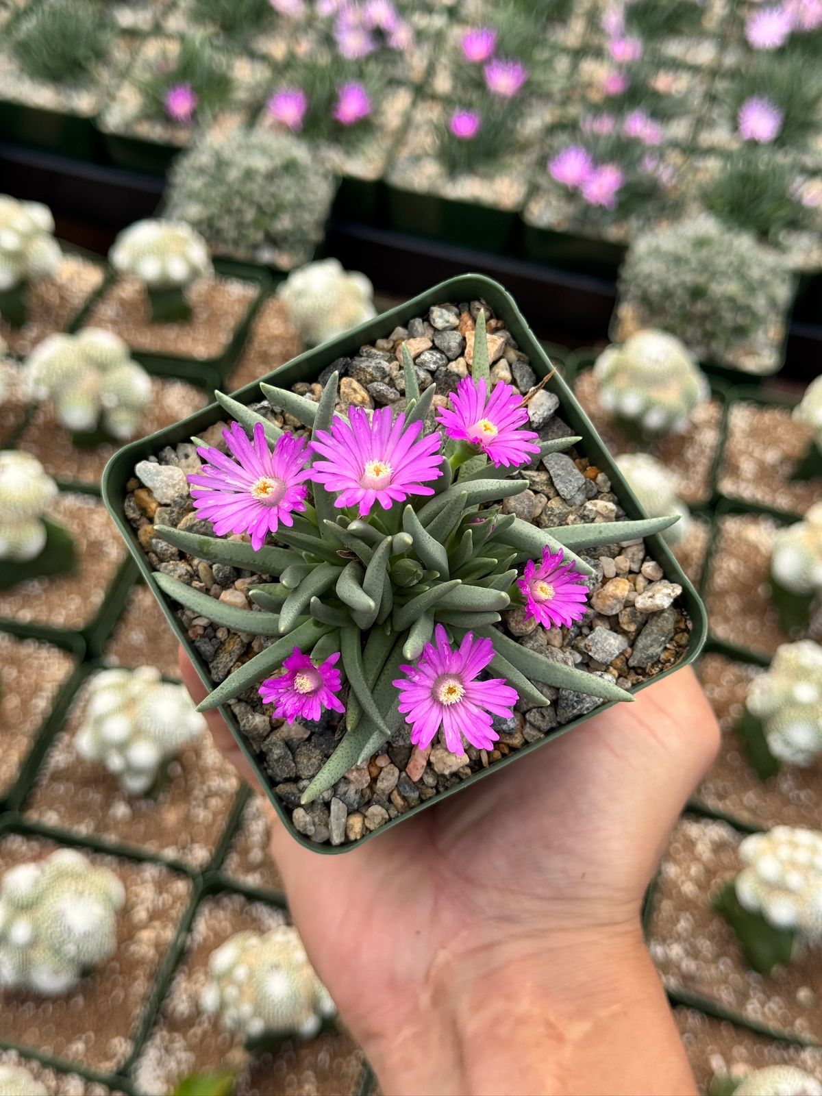 Ebracteola Wilmaniae