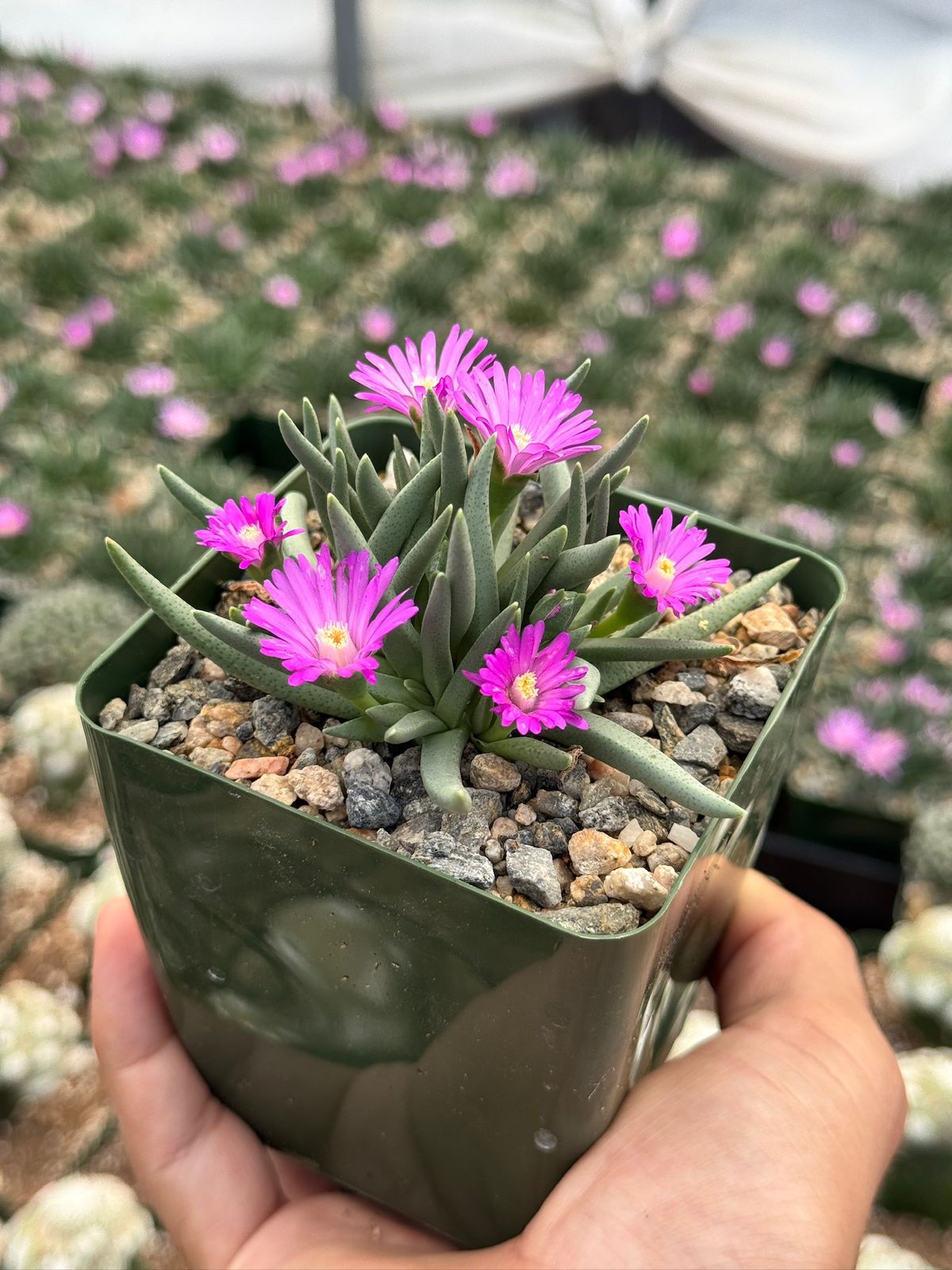 Ebracteola Wilmaniae