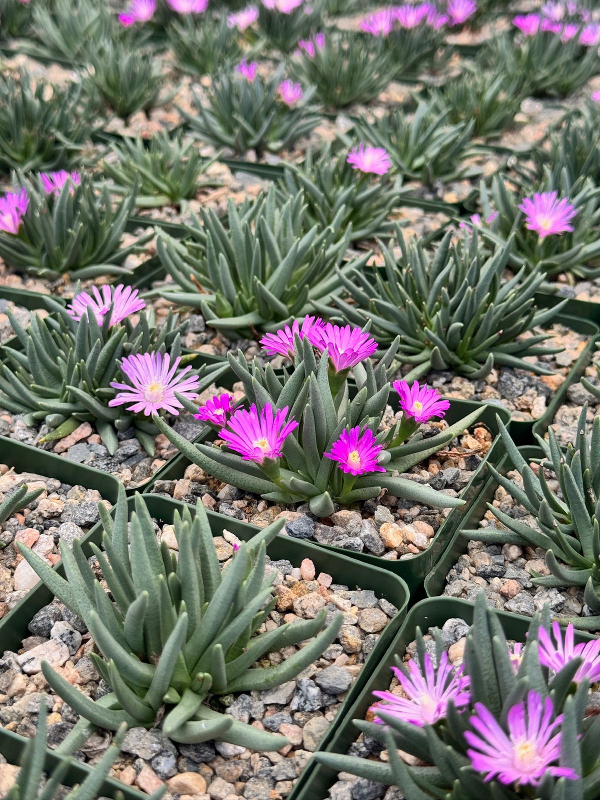 Ebracteola Wilmaniae
