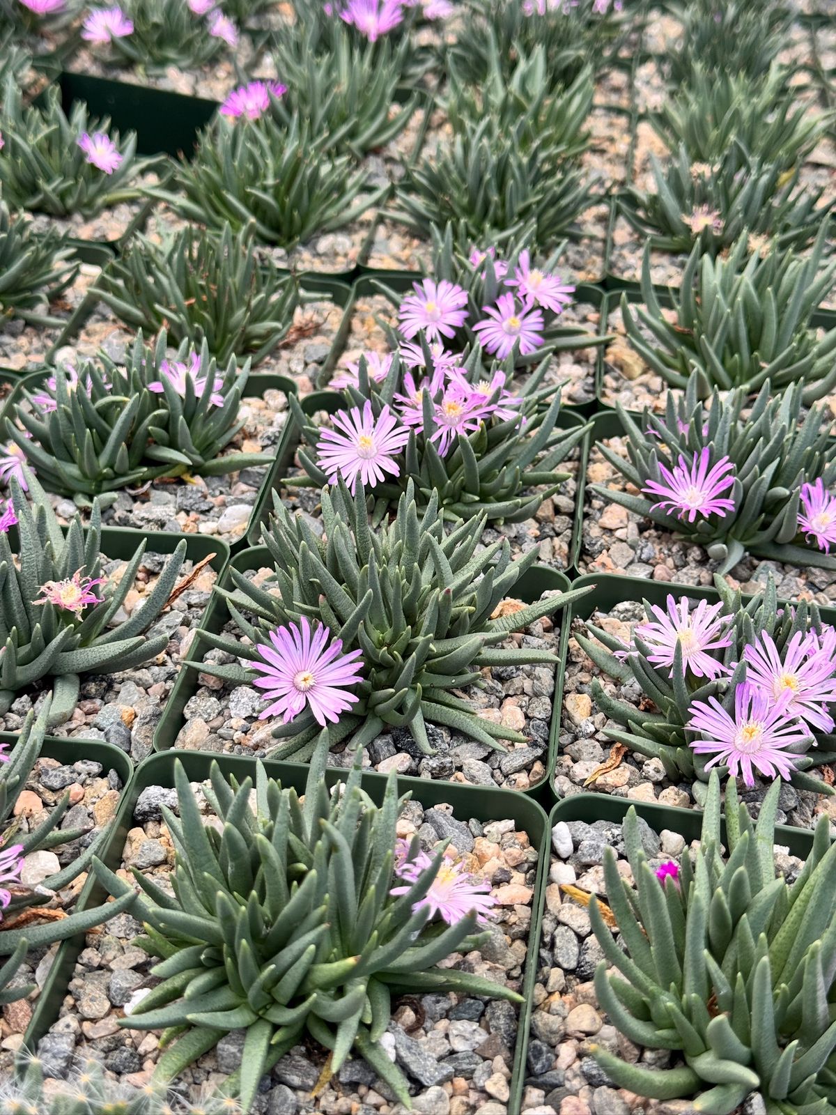 Ebracteola Wilmaniae