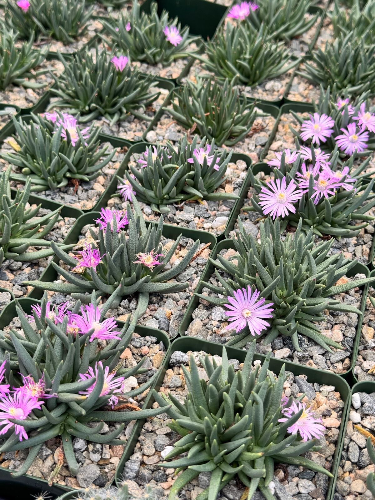 Ebracteola Wilmaniae