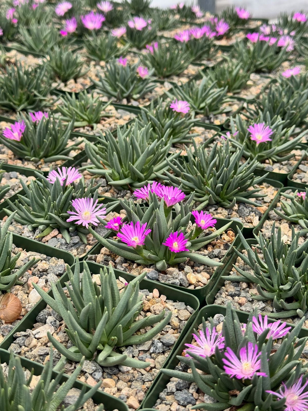 Ebracteola Wilmaniae