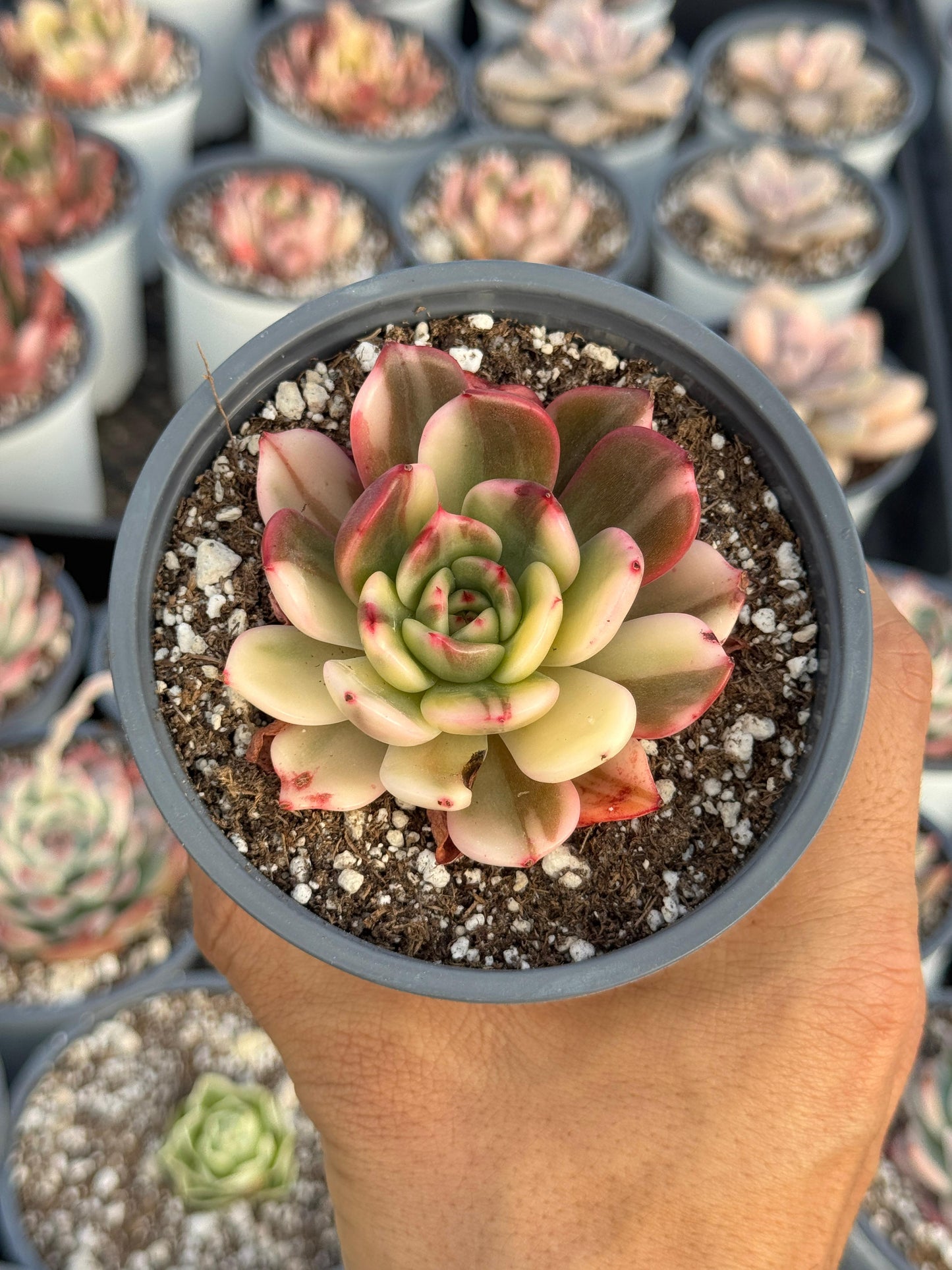 Echeveria flamingo variegada