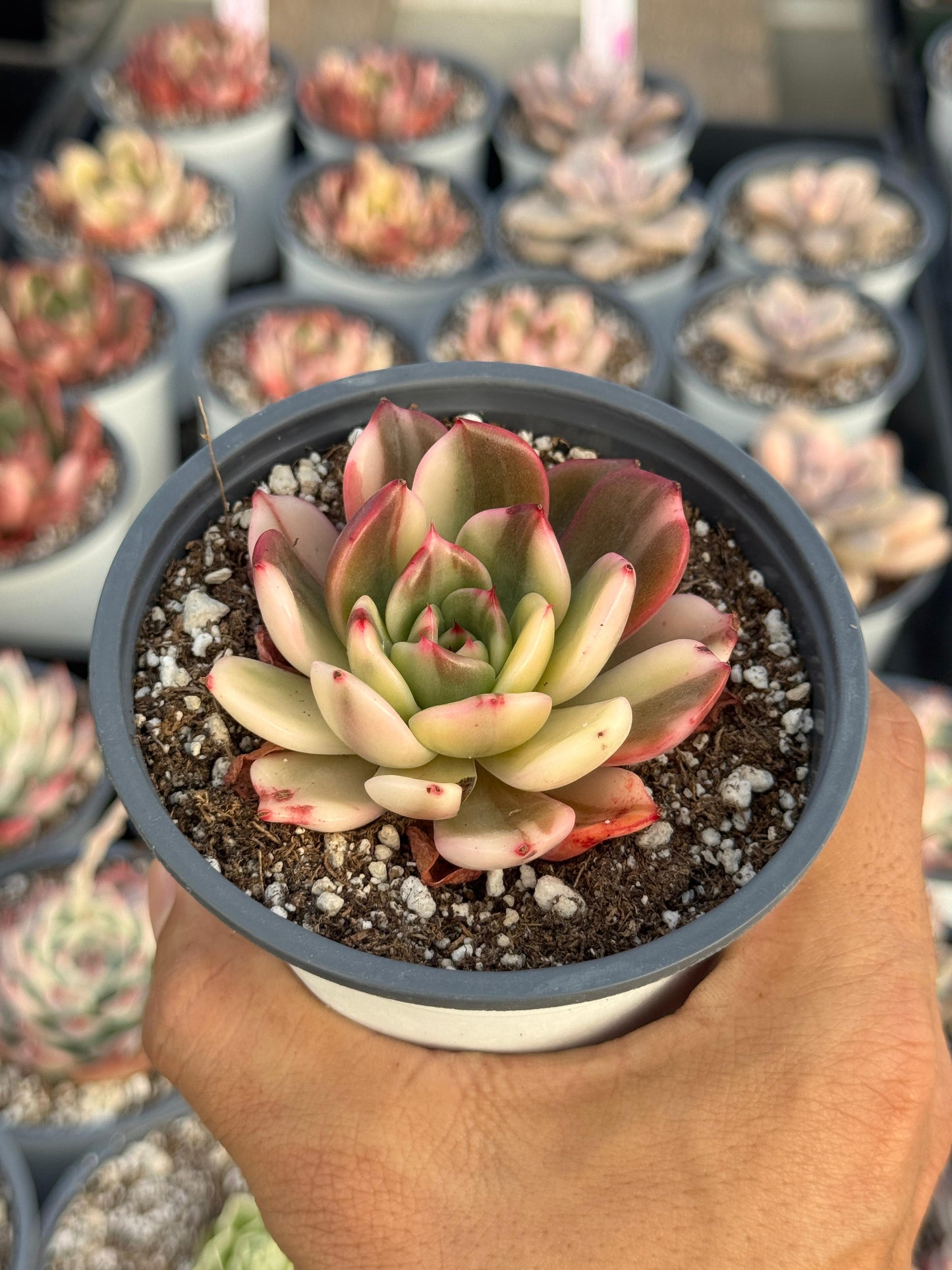 Echeveria flamingo variegada