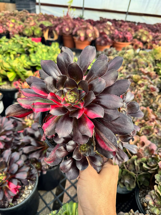 Aeonium butterfly