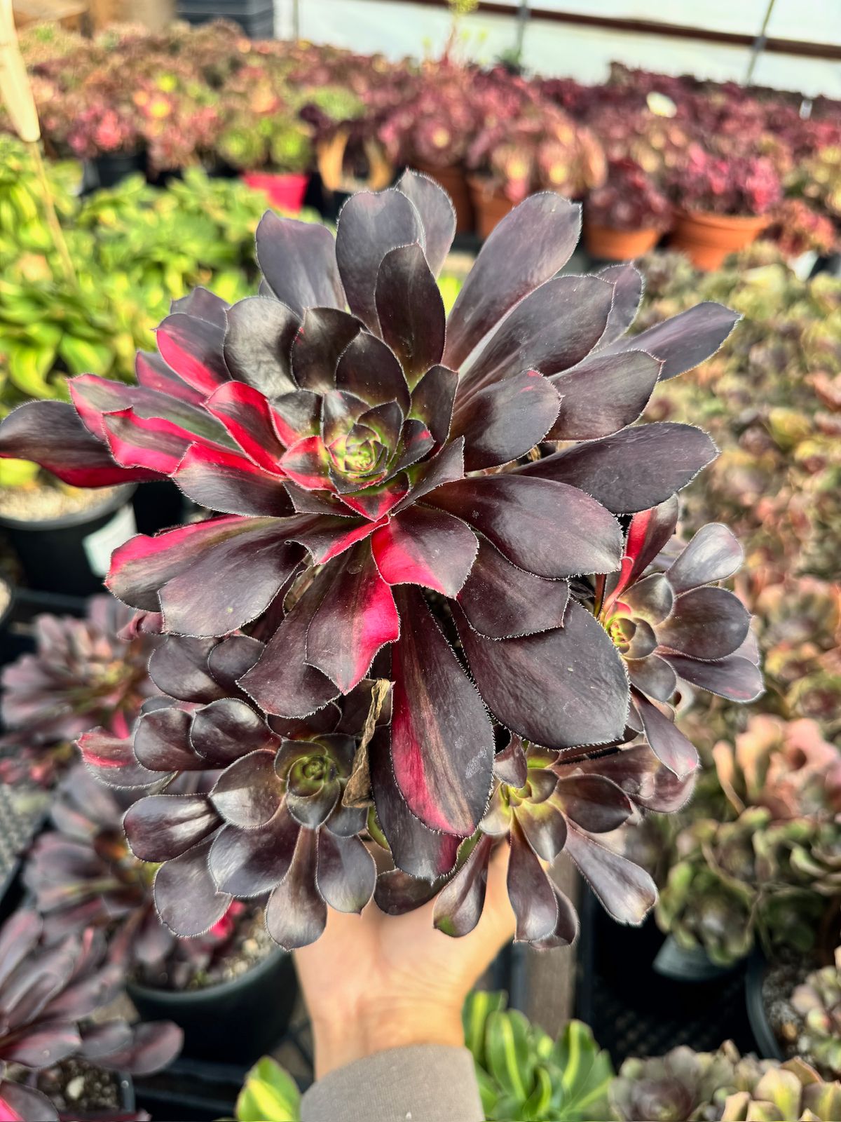 Aeonium butterfly