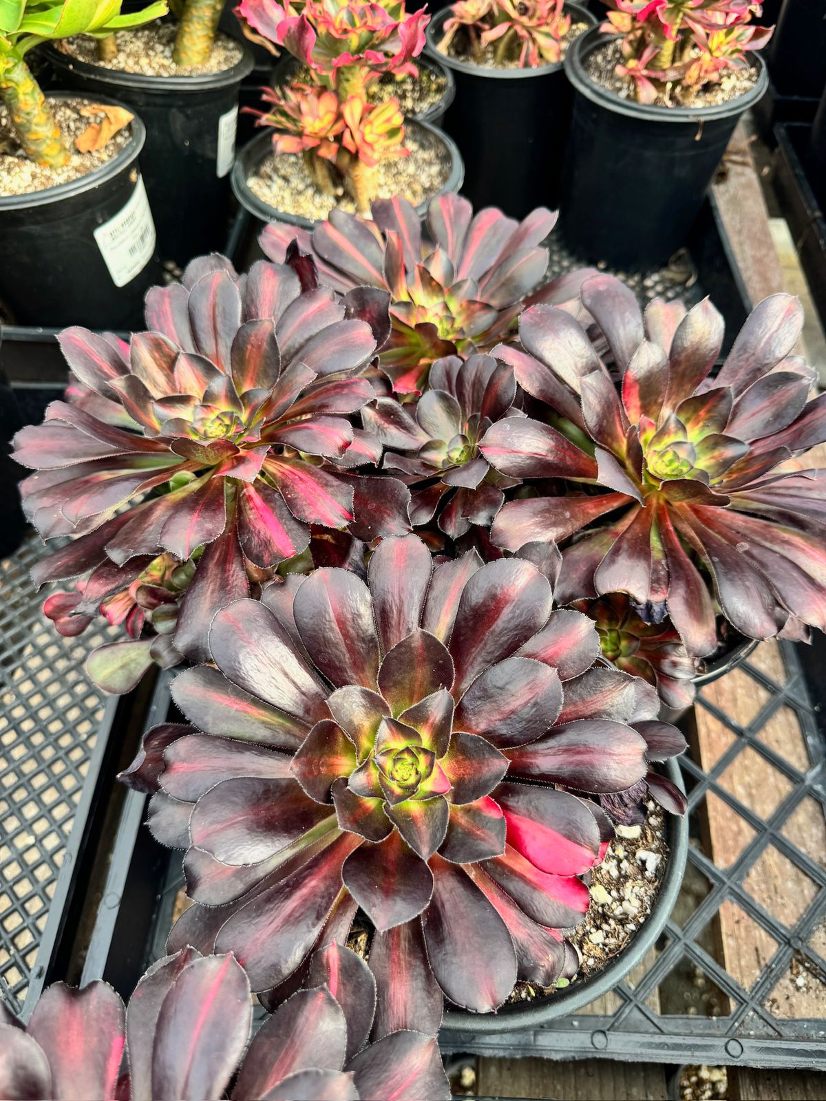 Aeonium butterfly