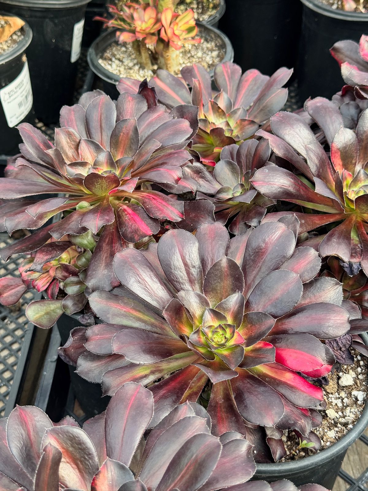 Aeonium butterfly