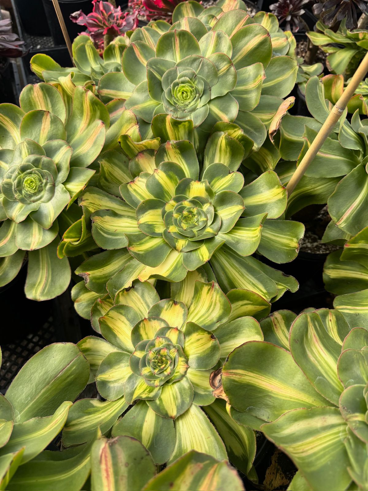 Aeonium tyrant