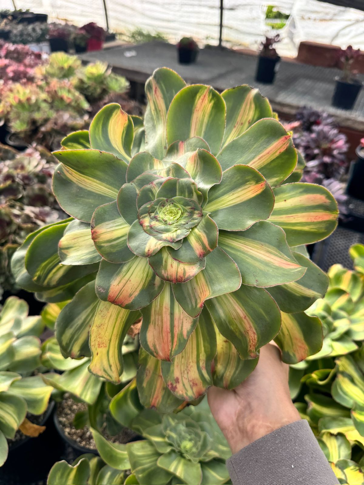 Aeonium tyrant