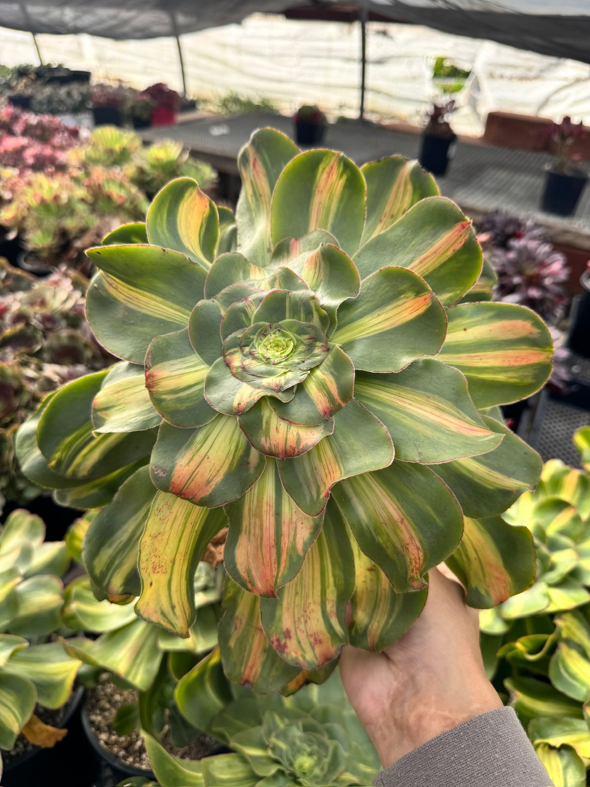 Aeonium tyrant