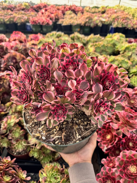 Aeonium poseidon bouquet cluster