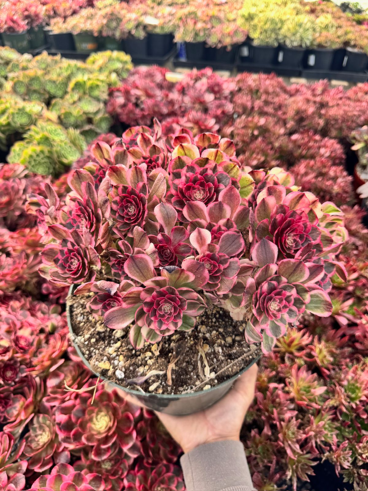 Aeonium poseidon bouquet cluster