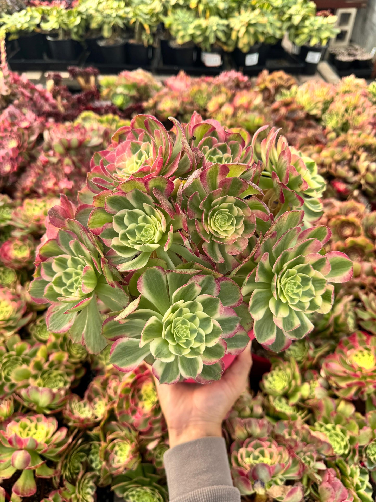 Aeonium neptune cluster